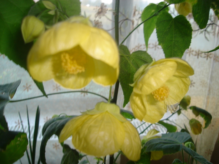 abutilon galben
