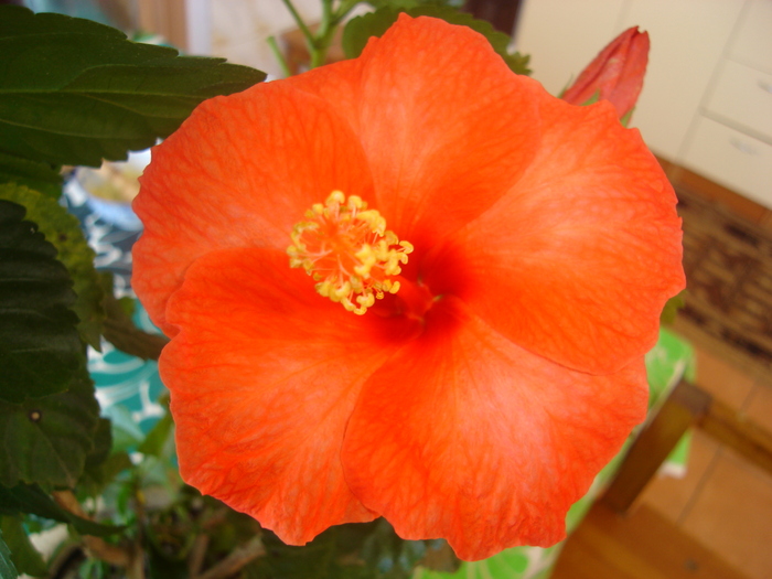 hibiscus orange 001