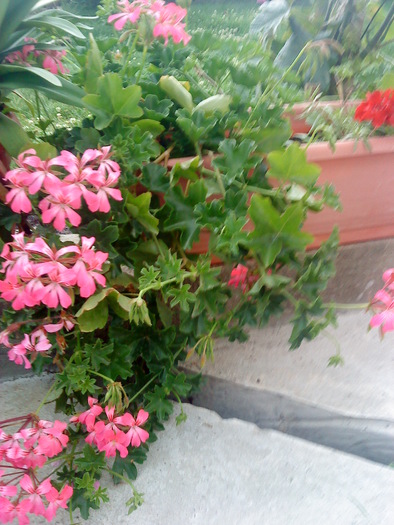 02 (33) - flori-cactusi-animalele din curte