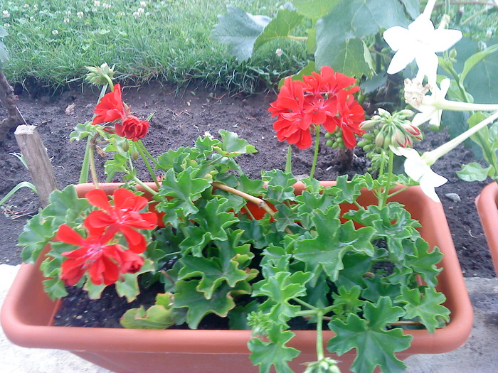 02 (31) - flori-cactusi-animalele din curte