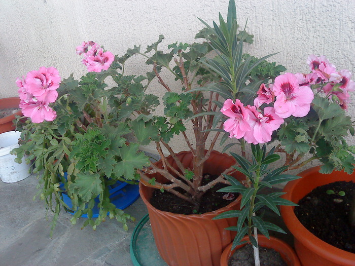 02 (24) - flori-cactusi-animalele din curte