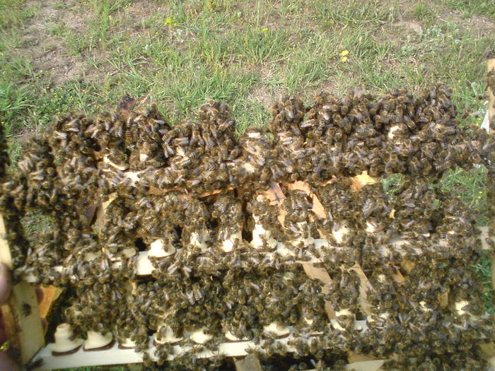 DSC00078; inghesuiala mare frate
