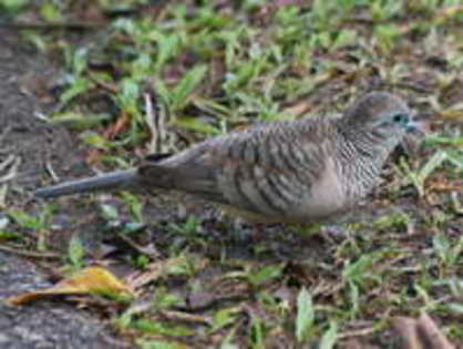 dove,%20peaceful%20Cairns%201