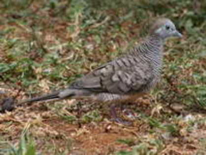 dove,%20zebra%2005-24%20a