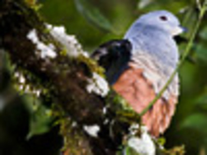 foja-mountains-new-species-discovered-pigeon_20355_100x75