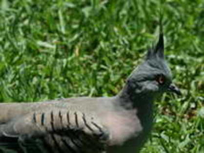pigeon,%20crested%20Featherdale%20AU%202