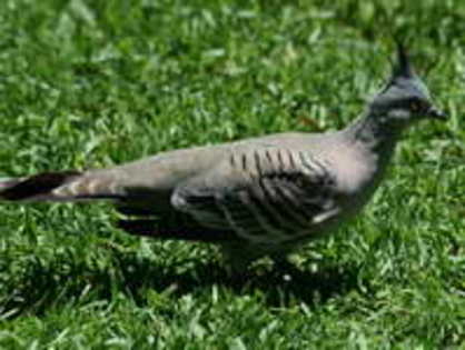 pigeon,%20crested%20Featherdale%20AU%203