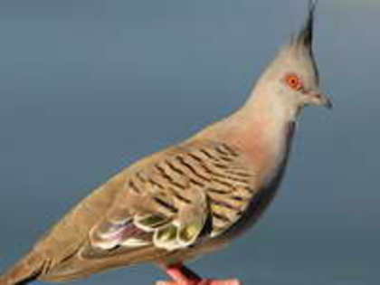 Pigeon,%20Crested%20John%20Carnemolla