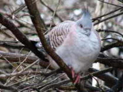 pigeon,%20crested%20Susan%20Flashman
