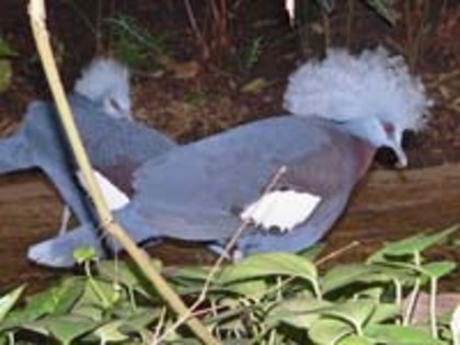 Pigeon,%20Southern%20Crowned%20BS%20Thurner%20Hof%20%20