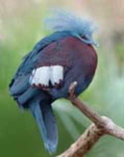 Pigeon,%20Southern%20Crowned%20Luc%20Viatour