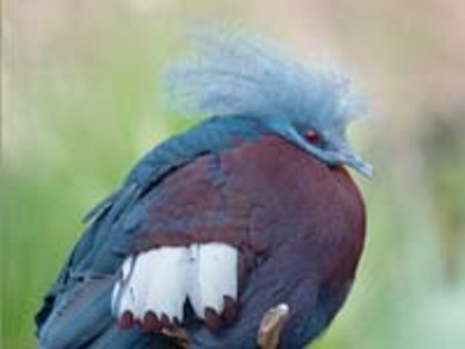 Pigeon,%20Southern%20Crowned%20Luc%20Viatour1h