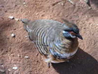 pigeon,%20spinifex%201