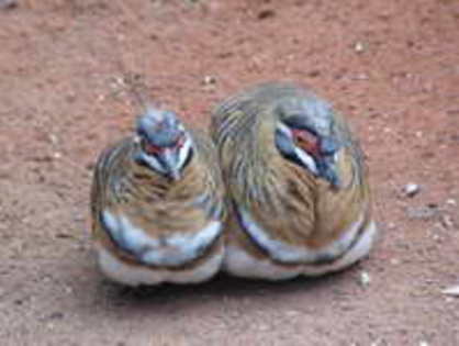 pigeon,%20spinifex%202