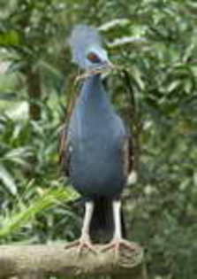 Pigeon,%20Victoria%20Crowned%20Thor%20Jorgen%20Udvang