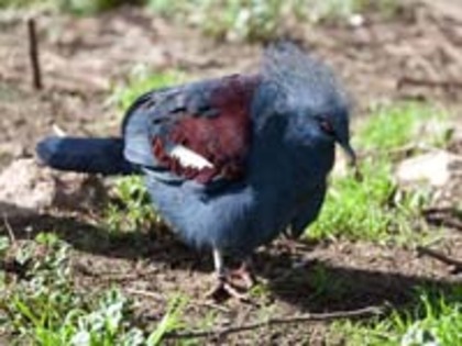 Pigeon,%20Western%20Crowned%20Randy%20Fish