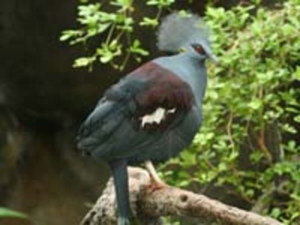 Pigeon,%20Western%20Crowned-%20National%20Zoo%201