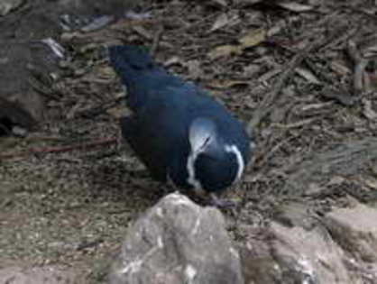 pigeon,%20wonga%20Susan%20Flashman%201 - Minuni ale lui Dumnezeu