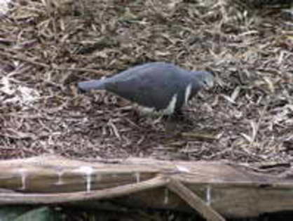 pigeon,%20wonga%20Susan%20Flashman%202