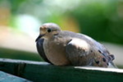 __Mourning_Dove___by_EvilNessCroft - Minuni ale lui Dumnezeu