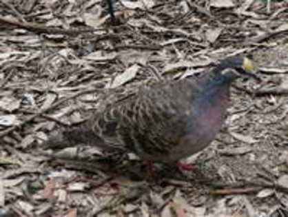 dove,%20common%20bronze-winged%20Susan%20Flashman%202 - Minuni ale lui Dumnezeu