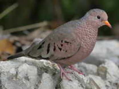 dove,%20common%20ground%20Norman%20Bateman - Minuni ale lui Dumnezeu