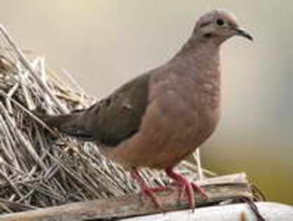 Dove,%20Eared%20Michael%20Woodruff