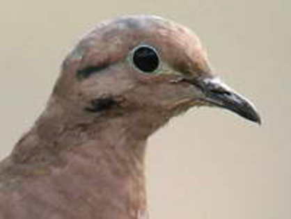 Dove,%20Eared%20Michael%20Woodruff%201h - Minuni ale lui Dumnezeu