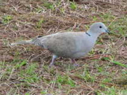 dove,%20eurasian%20collared-%2001-12%20a
