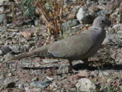 dove,%20eurasian%20collared-%2004-15a%20AZ