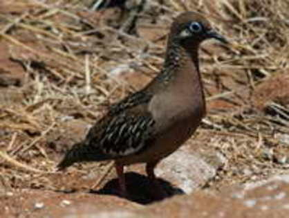 dove,%20galapagos%2010-28%20a