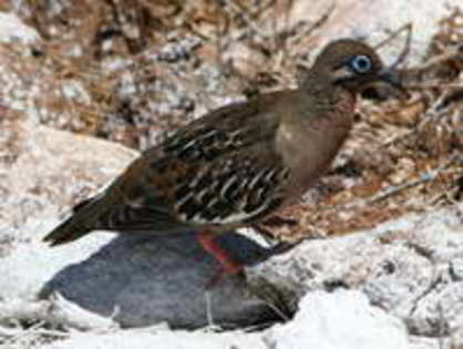 dove,%20galapagos%2010-28%20c