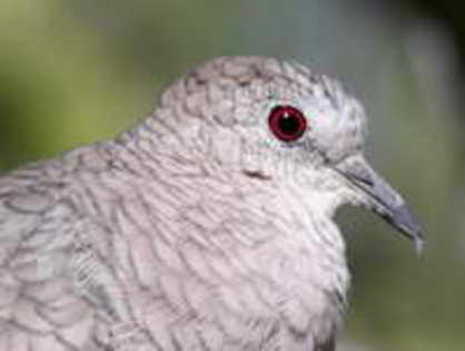 Dove,%20Inca%20Steve%20Byland%201h - Minuni ale lui Dumnezeu