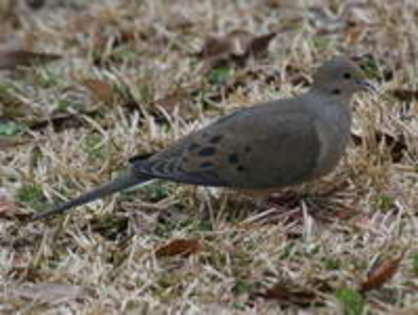 dove,%20mourning%2002-21%20a - Minuni ale lui Dumnezeu