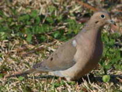 dove,%20mourning%2003-27