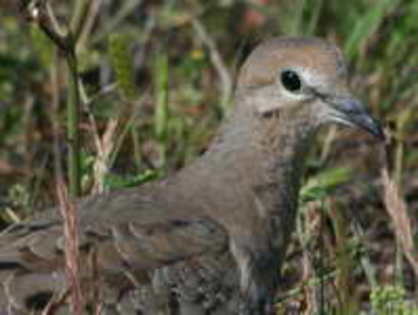 dove,%20mourning%2004-25b%20juvenile
