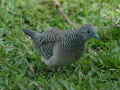 dove,%20peaceful%20Cairns%203 - Minuni ale lui Dumnezeu