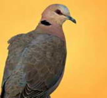 Dove,%20Red-eyed%20Braam%20Collins