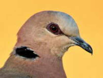 Dove,%20Red-eyed%20Braam%20Collins%201h