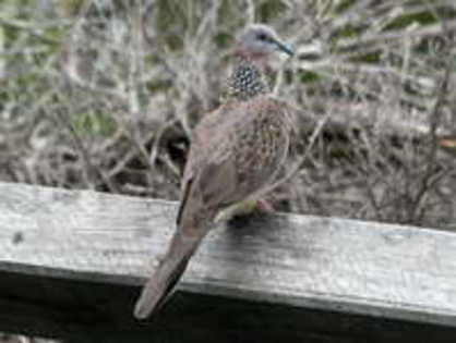 dove,%20spotted%20aka%20spotted%20turtle-dove%20AU