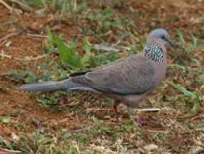 dove,%20spotted%2005-24%20b - Minuni ale lui Dumnezeu