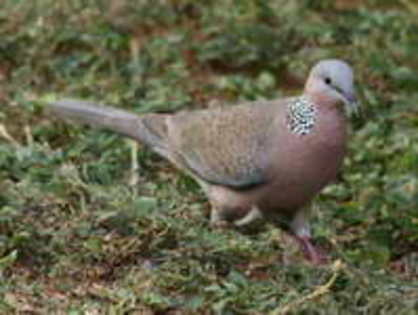 dove,%20spotted%2005-24%20h