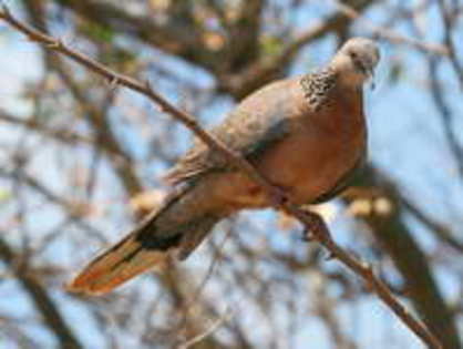 Dove,%20Spotted%2006-05-2009a%20Kauai - Minuni ale lui Dumnezeu