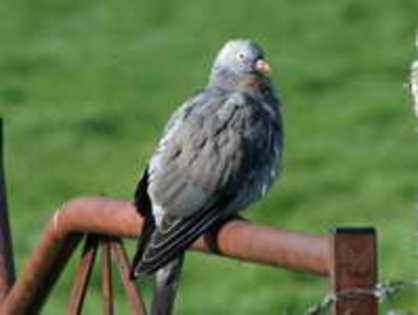 dove,%20stock%2006-04%20SCOT - Minuni ale lui Dumnezeu