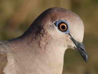 Dove,%20White-tipped%20Stubblefield%20Photography%201h - Minuni ale lui Dumnezeu