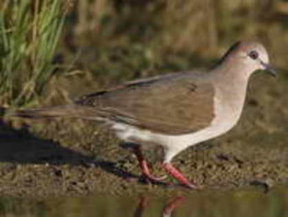 Dove,%20White-tipped%20Stubblefield%20Photography%202 - Minuni ale lui Dumnezeu
