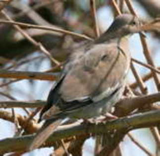 dove,%20white-winged%20John%20Ennis%201 - Minuni ale lui Dumnezeu