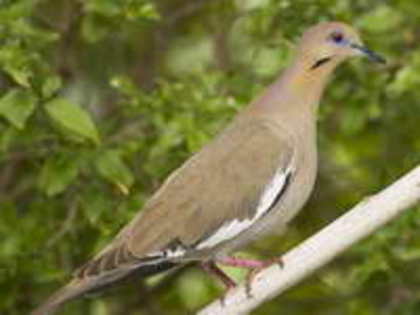 dove,%20white-winged%20Norman%20Bateman - Minuni ale lui Dumnezeu