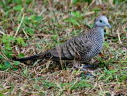 dove,%20zebra%20Maui%2005-27 - Minuni ale lui Dumnezeu