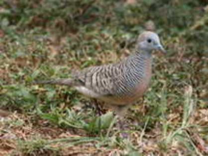 dove,%20zebra%2005-24%20b - Minuni ale lui Dumnezeu